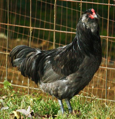 ameraucana chicken lifespan|Ameraucana: Chicken Breed Information and Owner’s .